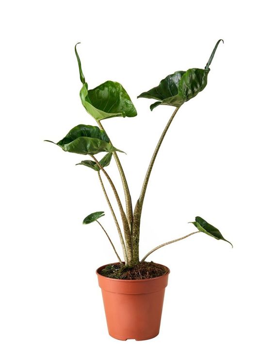Alocasia Macrorrhiza Stingray