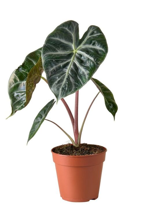 Alocasia Pink Dragon