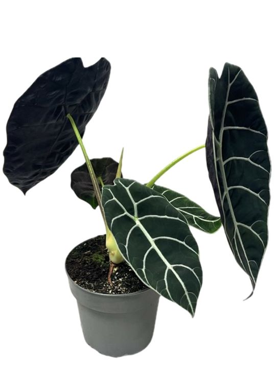 Alocasia Pride of Curup