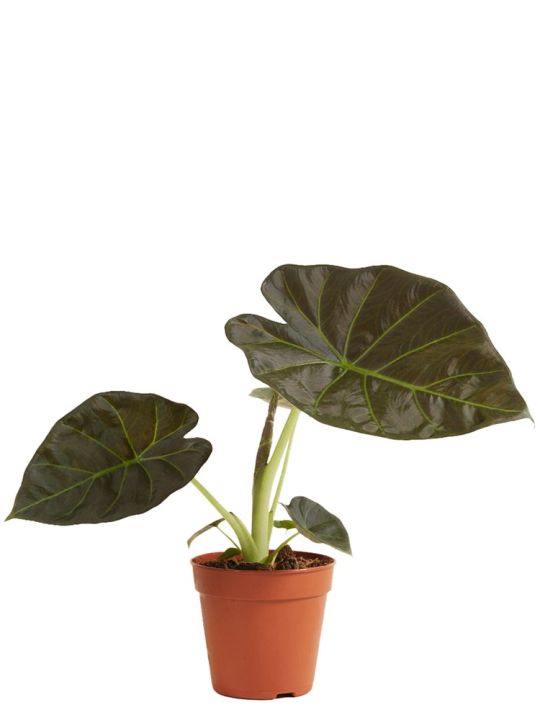 Alocasia Regal Shield