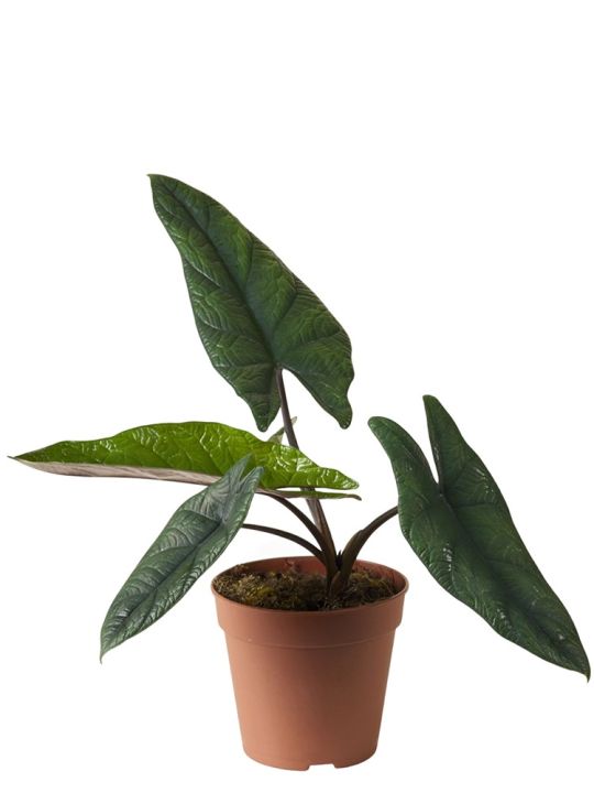 Alocasia Scalprum