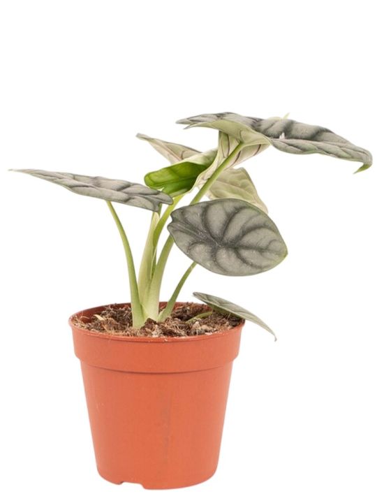 Alocasia Baginda Silver Dragon