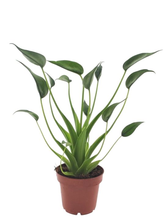 Alocasia Tiny Dancer