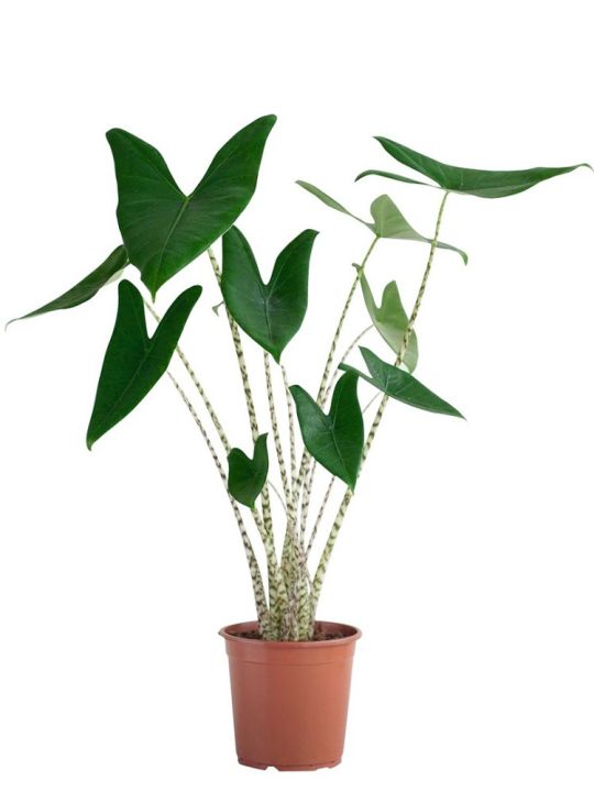 Alocasia Zebrina
