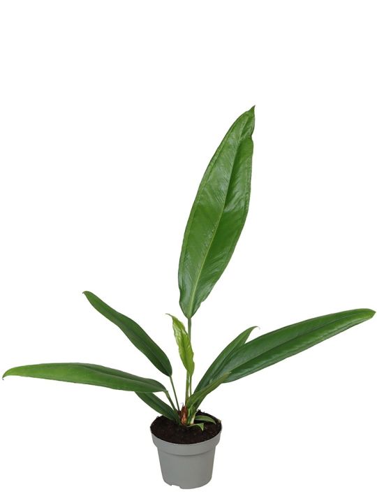 Anthurium Bakeri