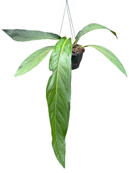 Anthurium Big Bill