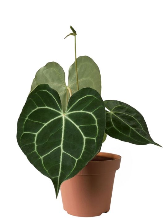 Anthurium Clarinervium