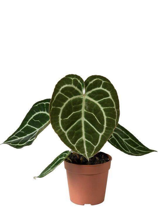 Anthurium Crystallinum