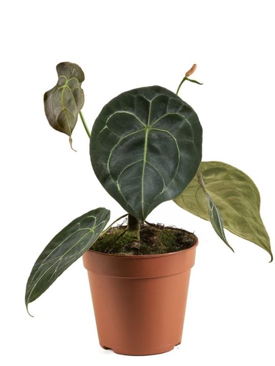 Anthurium Forgetii