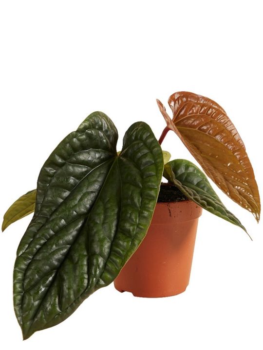 Anthurium Luxurians x Radicans