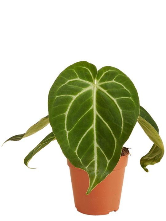Anthurium Magnificum