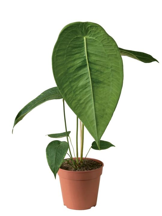 Anthurium Peltigerum