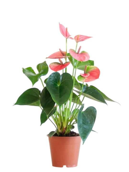 Anthurium Andraeanum Pink Champion