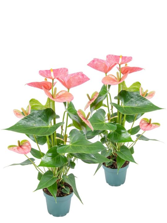 Anthurium Andraeanum Pink 2x