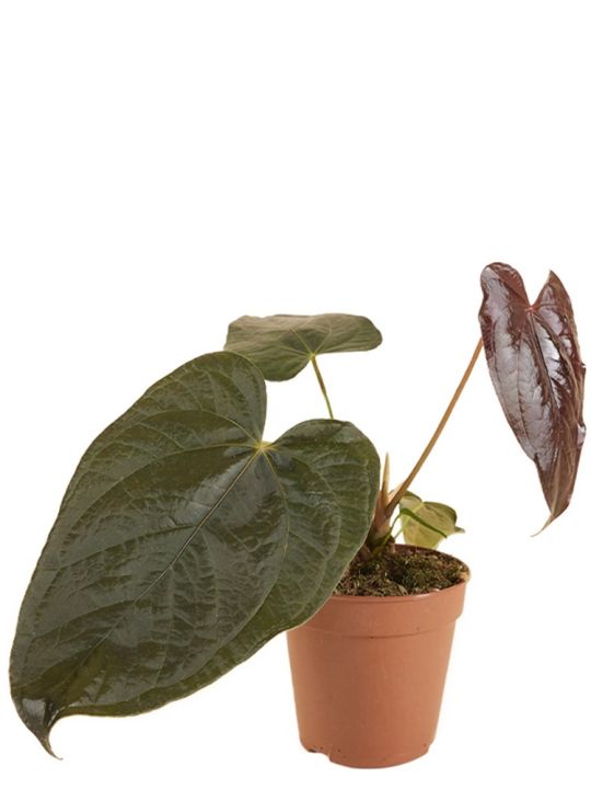 Anthurium Queen of Hearts