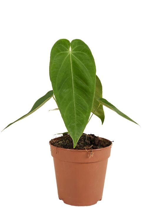 Anthurium Queremalense