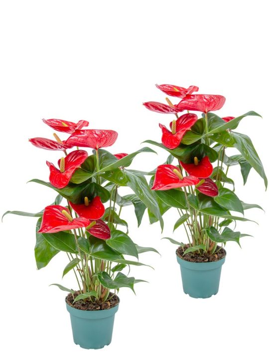 Anthurium Andraeanum Red 2x