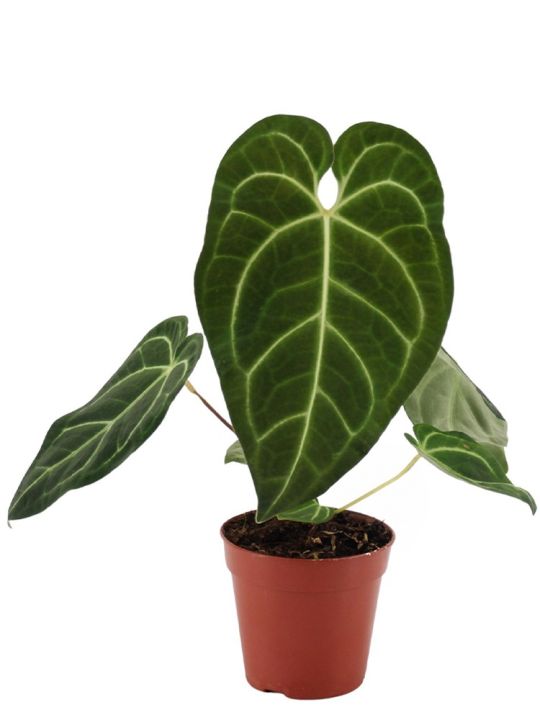 Anthurium Regale