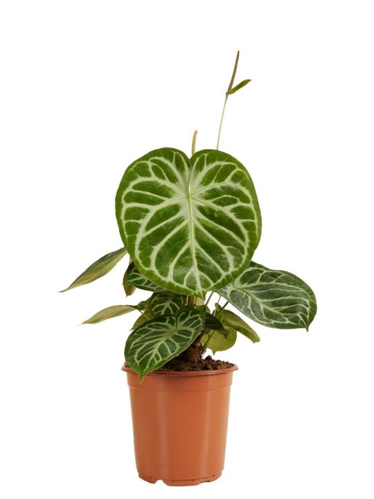 Anthurium Crystallinum Silver Blush