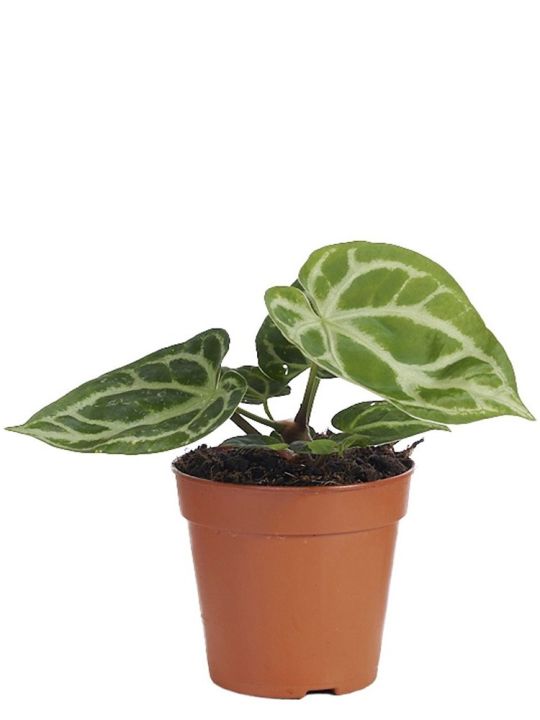 Anthurium Crystallinum Silver Blush