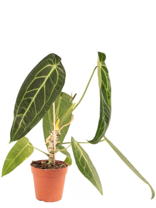Anthurium Warocqueanum