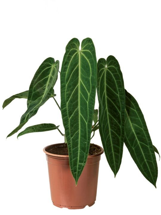 Anthurium Warocqueanum