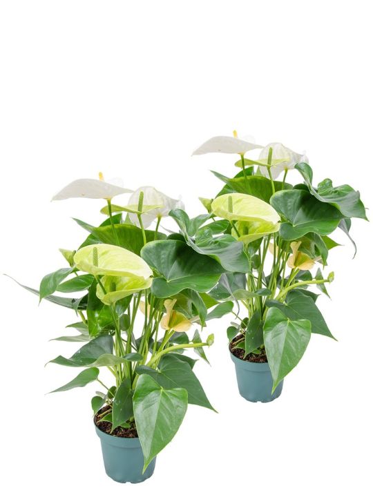 Anthurium Andraeanum White 2x