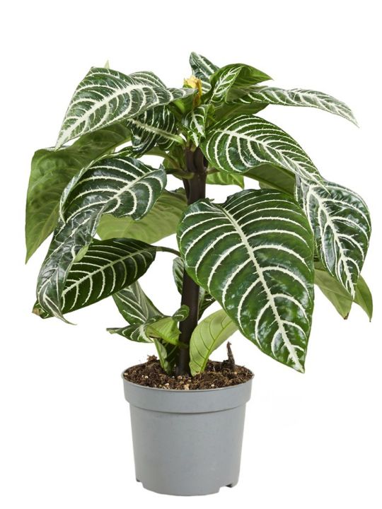 Aphelandra Squarrosa