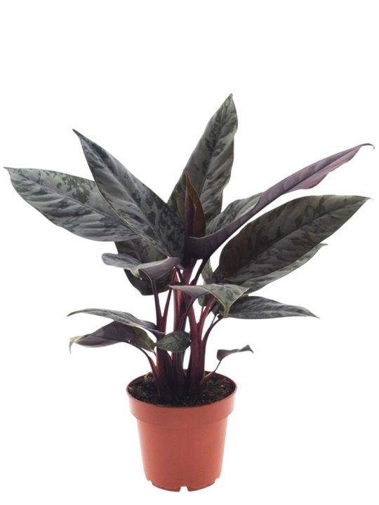 Apoballis Acuminatissima