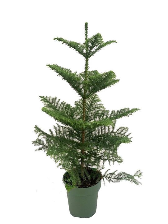 Araucaria Heterophylla
