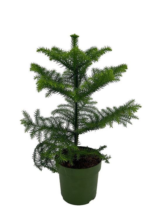 Araucaria Heterophylla