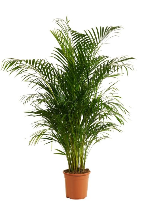 Areca palme