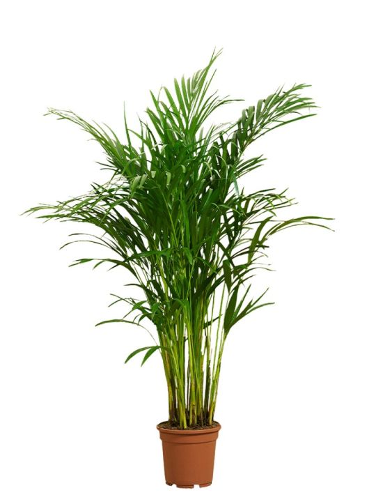 Areca palme