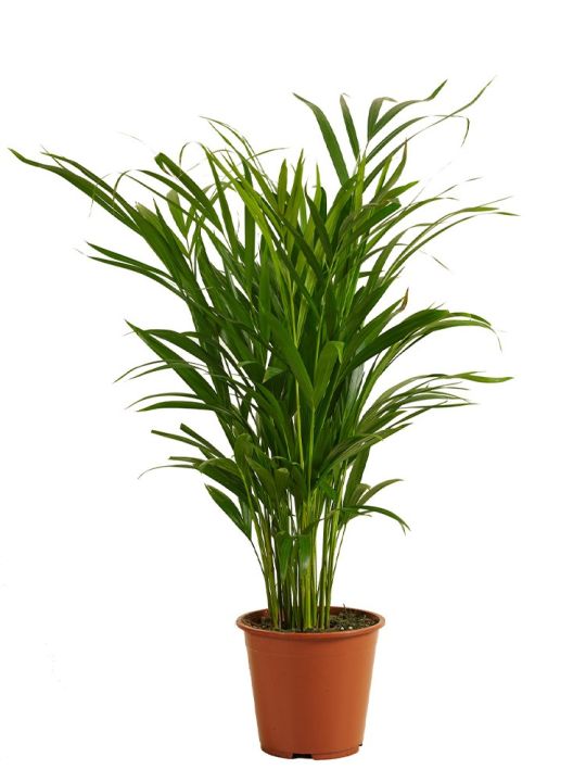 Areca palme