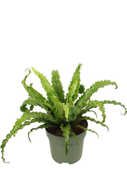 Asplenium Antiquum Osaka