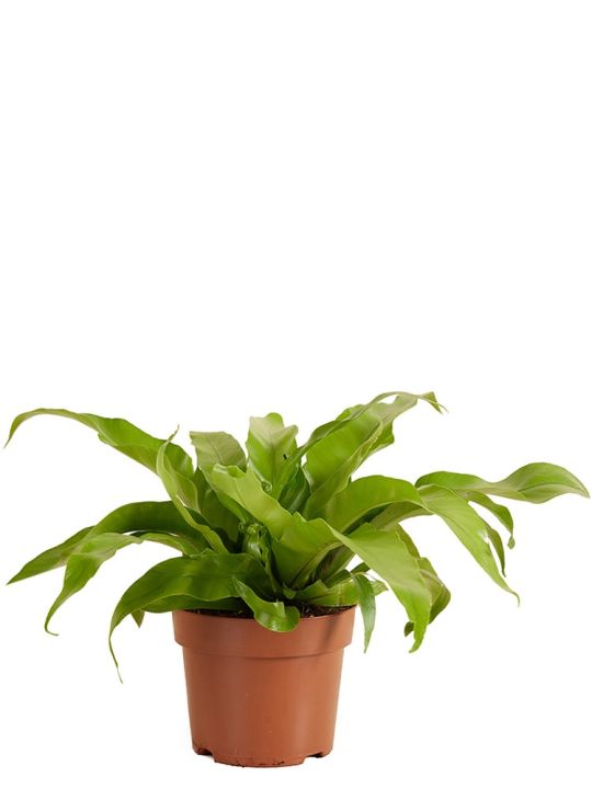 Asplenium Antiquum Osaka