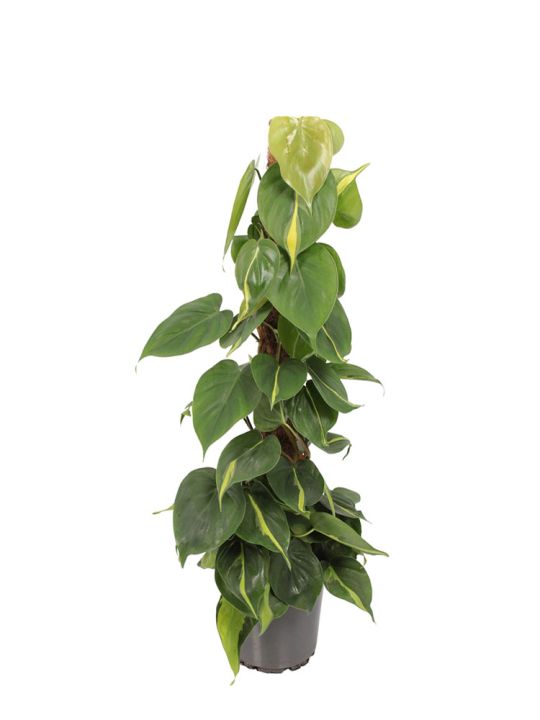 Philodendron Scandens Brasil with Moss pole