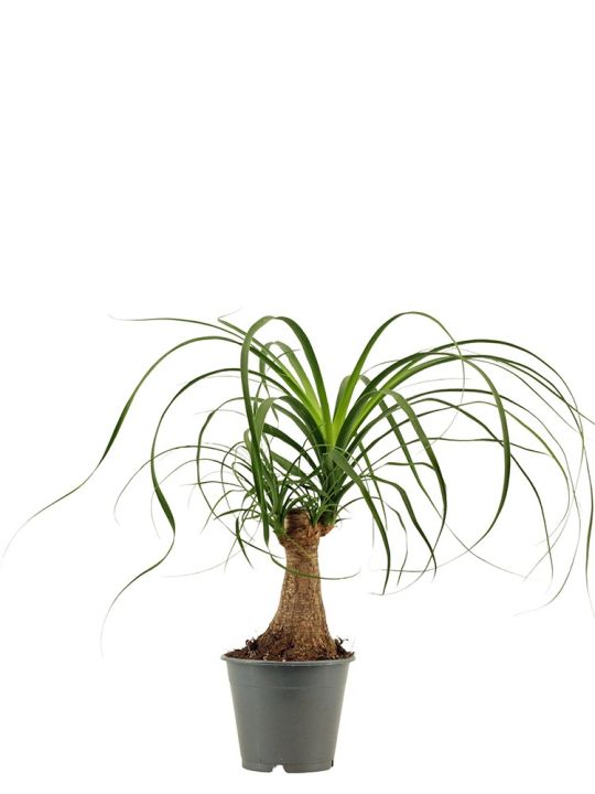 Beaucarnea Recurvata