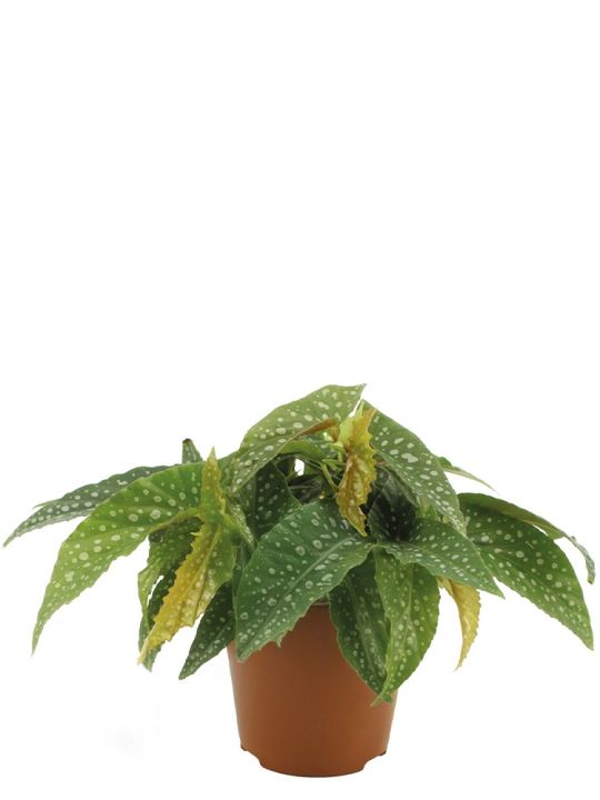 Begonia Cane Double Dot