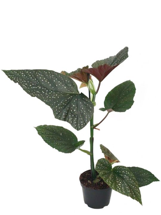 Begonia Corallina Angel Wing