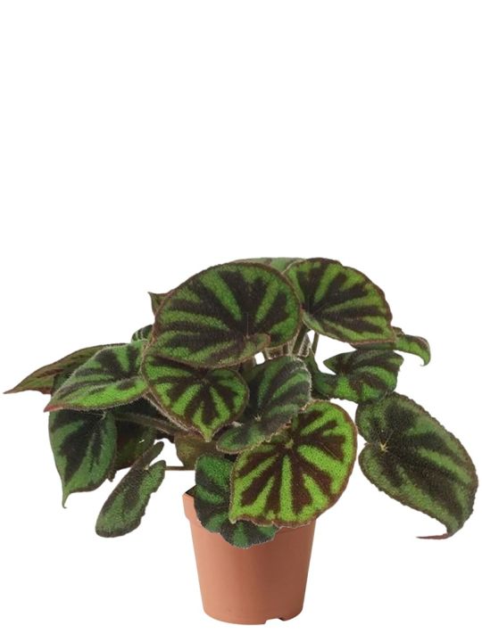 Begonia Masoniana Rock