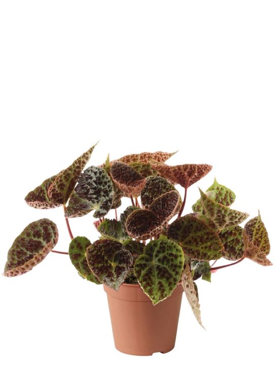 Begonia Rex Ferox