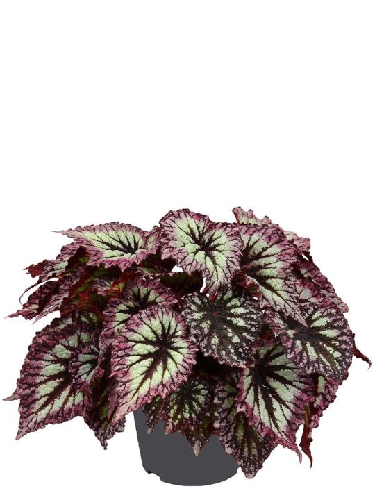 Begonia Rex Fireworks