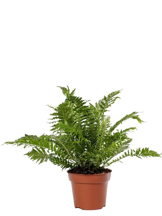Blechnum Gibbum