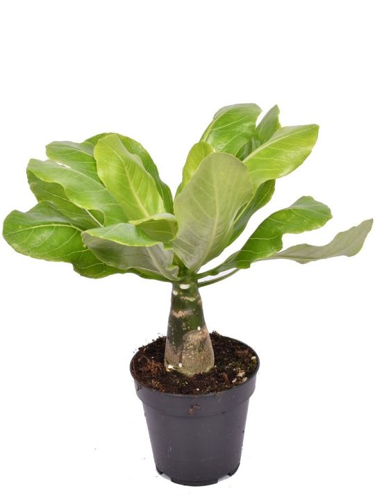 Brighamia Insignis