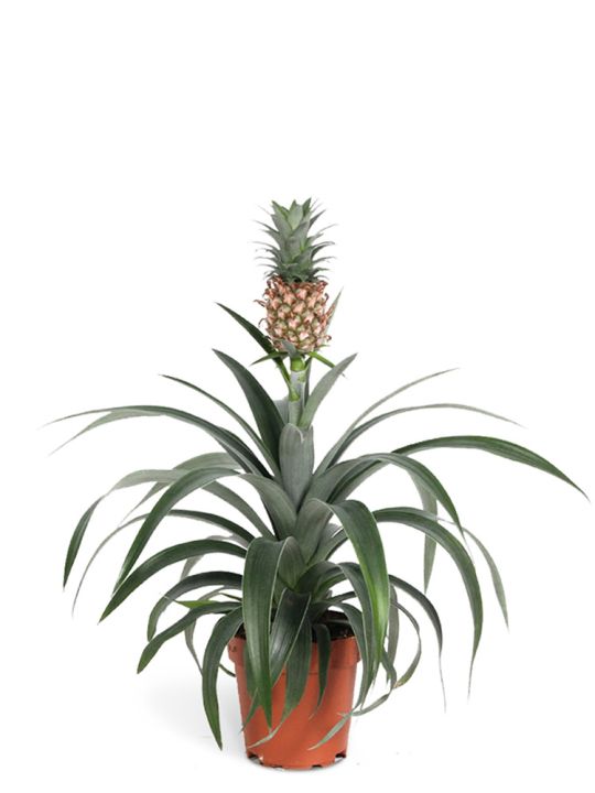 Ananas-Pflanze