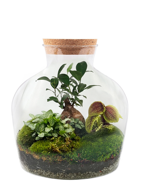 Ficus Bonsai Bulky Terrarium