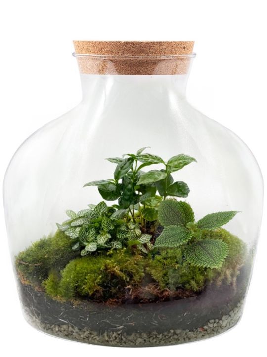 Jungle Bulky Terrarium