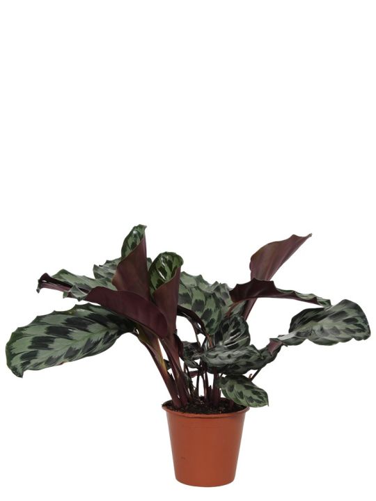 Calathea Kennedy