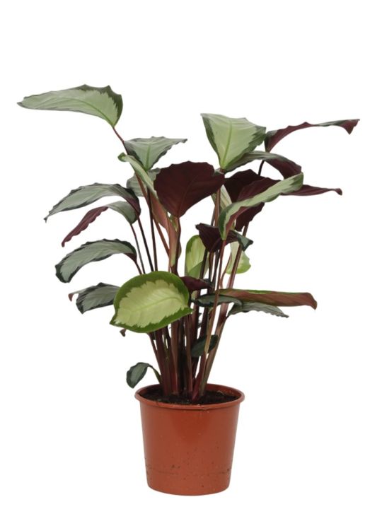 Calathea Picturata